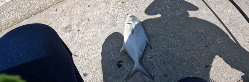 Catching Pompano in Skyway Bridge South Pier
