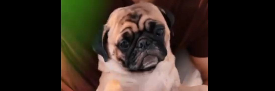 Kyro Our Pug Puppy Gets a Massage